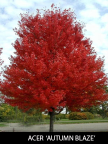 AUTUMN BLAZE MAPLE Autumn Blaze Maple Trees for Sale