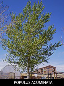 POPULUS ACUMINATA