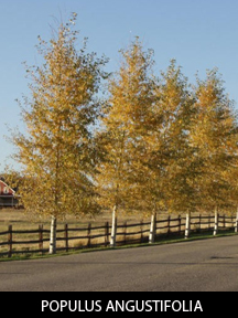 POPULUS ANGUSTIFOLIA