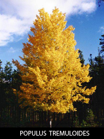 POPULUS TREMULOIDES