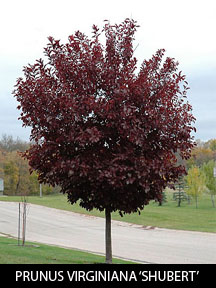 PRUNUS VIRGINIANA SHUBERT2