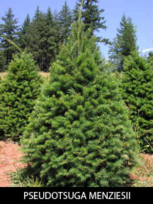 Douglass Fir Trees For Sale
