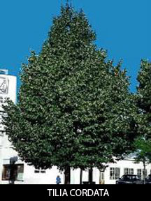 Tila Cordata for Sale Tila Cordata for Sale