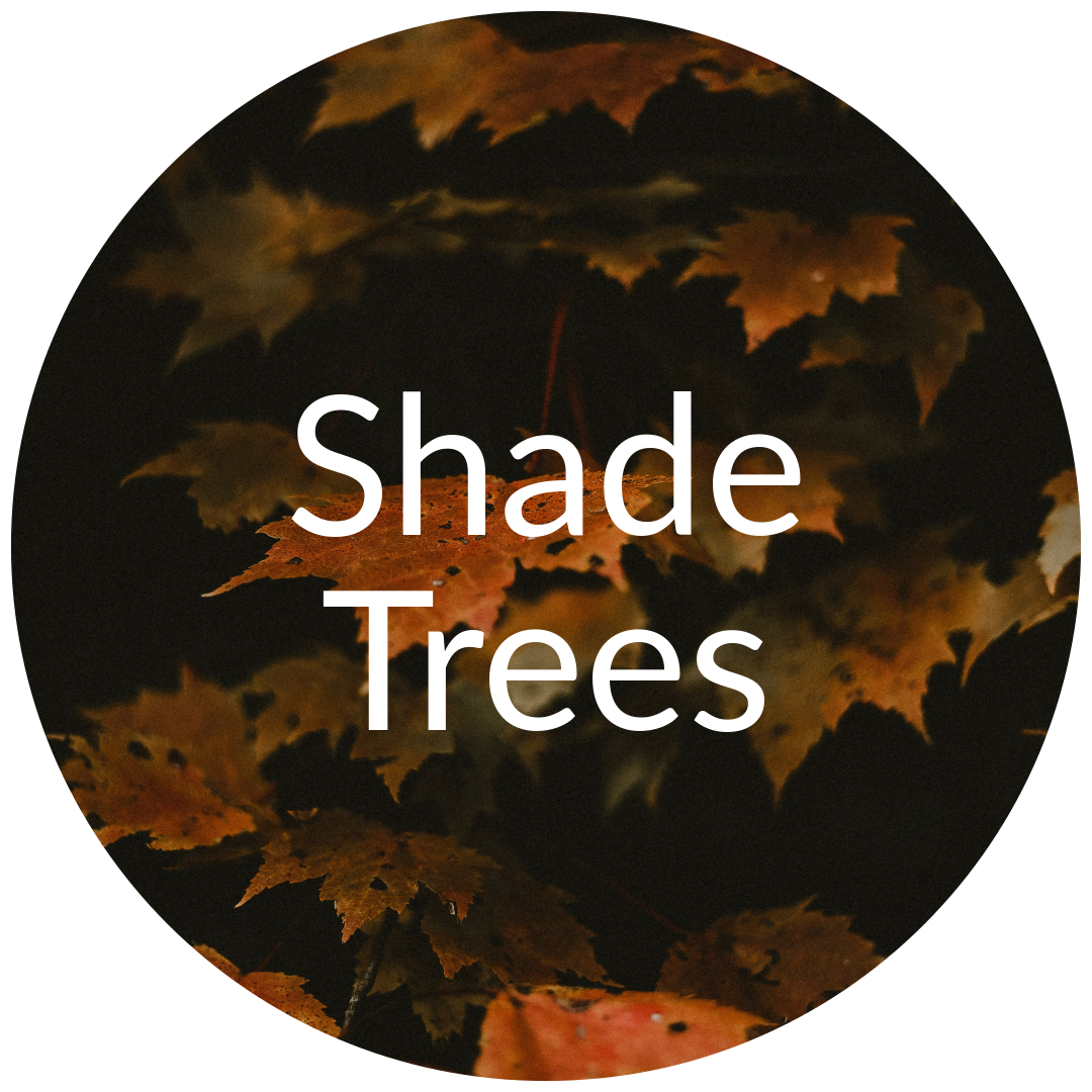 Shade Trees for Sale