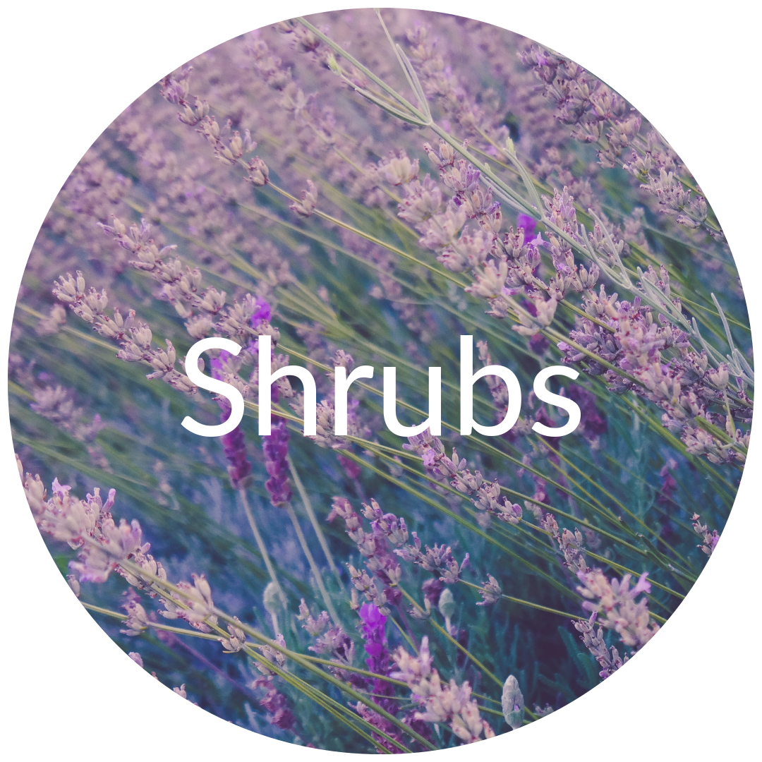 Shrubs for Sale