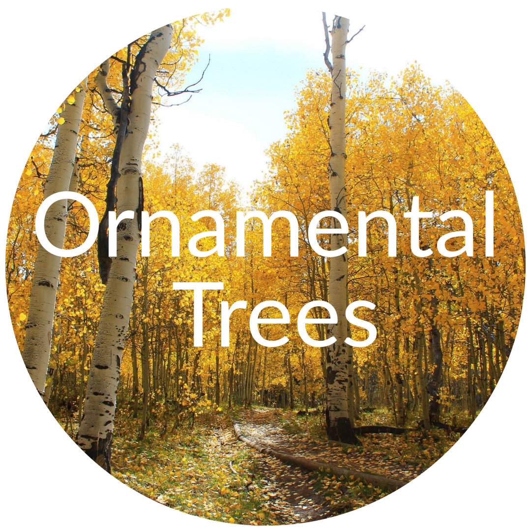 Ornamental Trees for Sale in Colorado