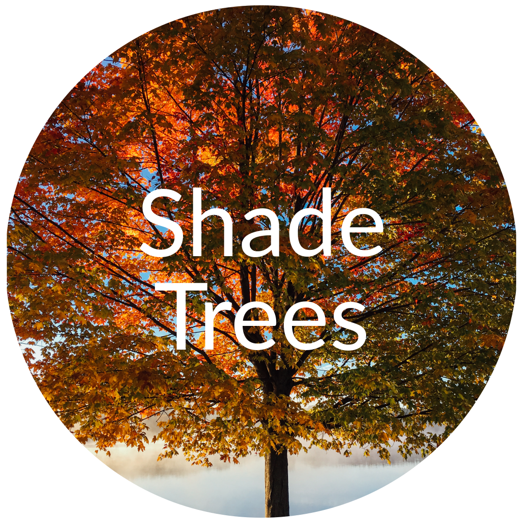 Shade Trees for Sale in Colorado
