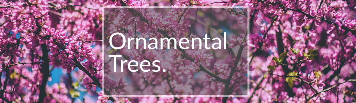 Ornamental Trees for Sale Colorado Ornamental Trees for Sale Colorado