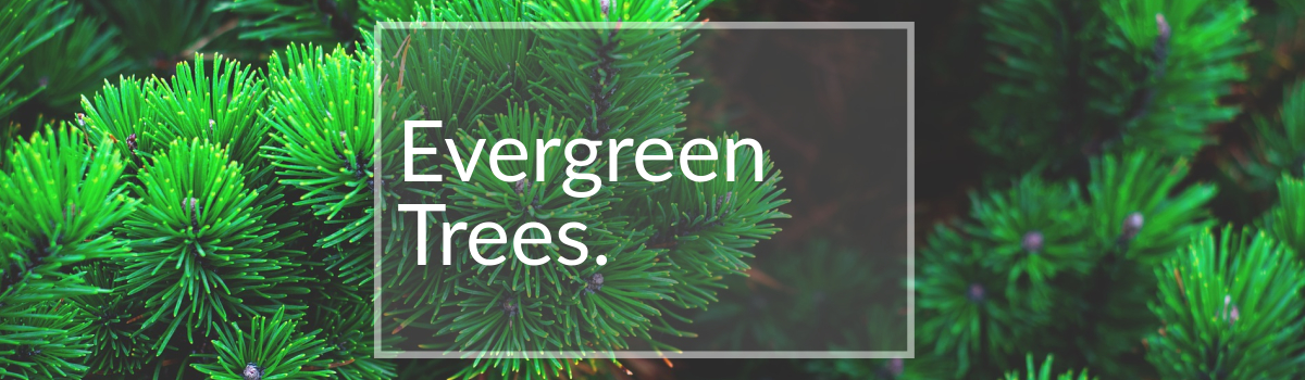 Evergreen Trees for Sale Colorado Evergreen Trees for Sale Colorado