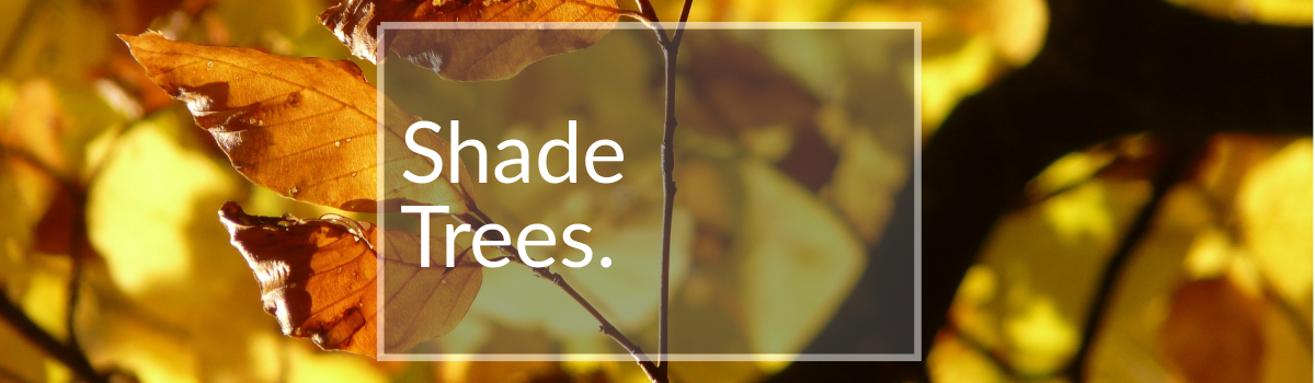 Shade Trees for Sale Colorado Shade Trees for Sale Colorado