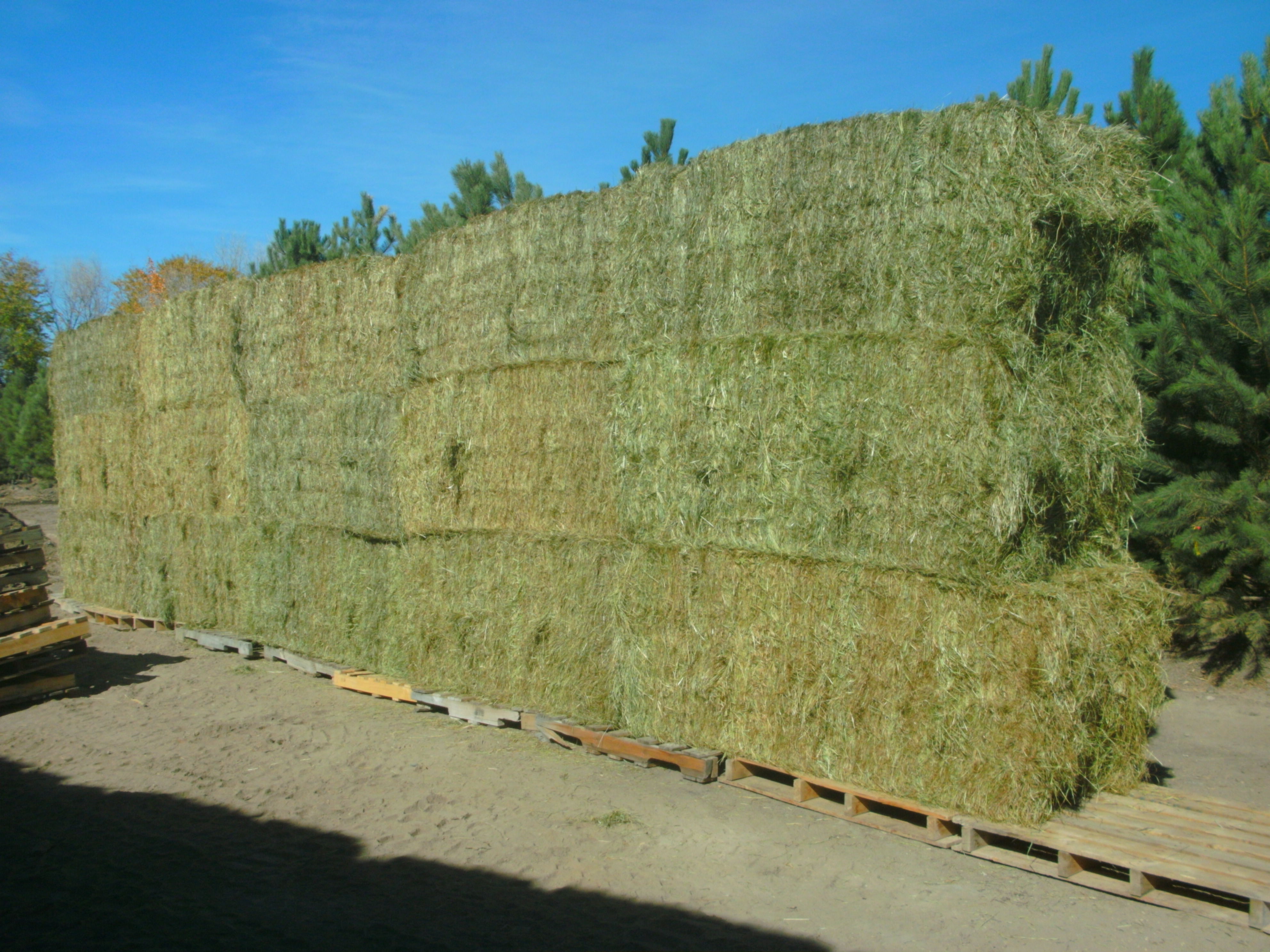 Mountain Timothy Horse Hay