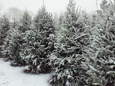Fresh Cut Christmas Trees Fresh Cut Christmas Trees